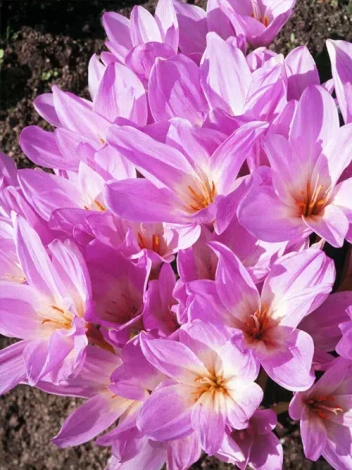 Zeitlose billig (Colchicum) 'The Giant'