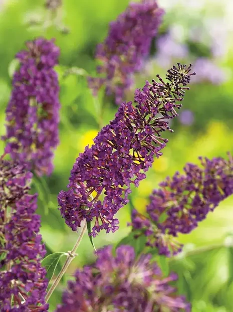 Sommerflieder 'Nanho Purple'