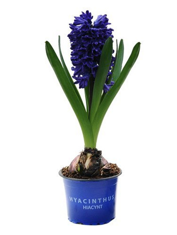 Hyazinthe (Hyacinthus) 'Delft Blue'