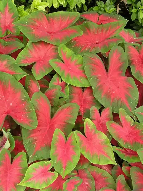 Kaladie (Caladium) 'Cardinal'