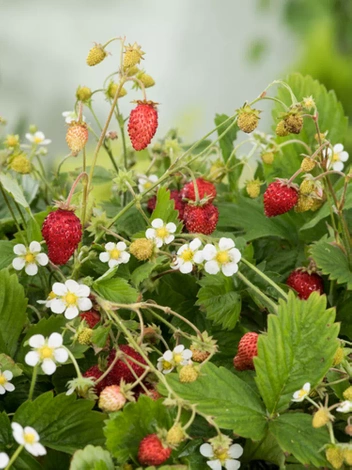 Walderdbeere Rugia Samen (Fragaria)