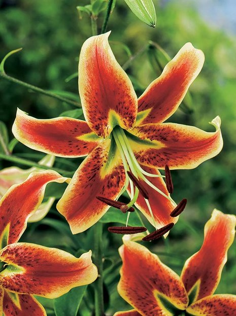 Lilie (Lilium) Scheherazade 2 St.