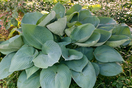 Funkie (Hosta) 'Blue Angel' 1 St.