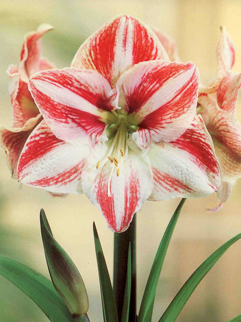 Ritterstern (Hippeastrum) 'Clown'