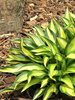 Funkie (Hosta)  'Lakeside Little Tuft'