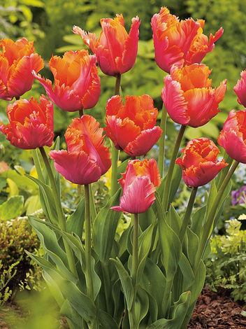 Tulpe (Tulipa) 'Amazing Parrot'