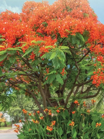 Nasiona Płomień Afryki - Delonix regia