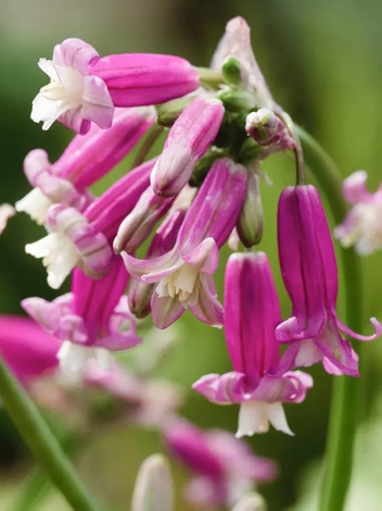 Dichelostemma 'Pink Diamond'