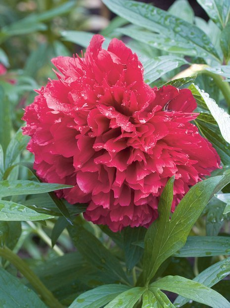 Pfingstrose (Paeonia) Rubra Plena