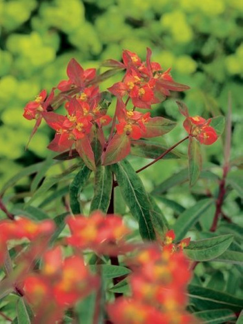 Wolfsmilch (Euphorbia) 'Fireglow'