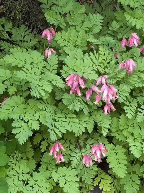 Herzblumen (Dicentra formosa) 'Luxuriant'