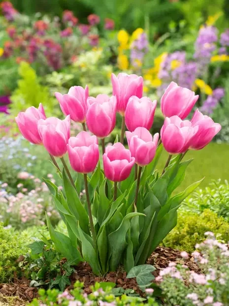 Tulpe (Tulipa) 'Happy Family'