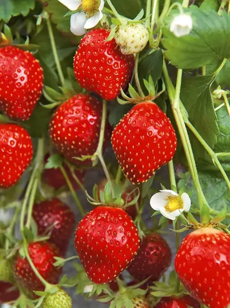 Himbeer-Erdbeere (Fragaria) 'Red Dream'