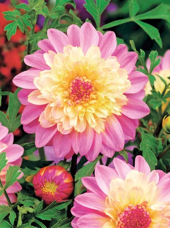 Dahlie (Dahlia) 'Lambada'