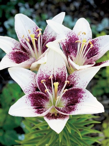 Lilie (Lilium) ’Tribal Kiss’