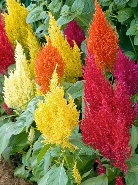 Samen Celosia Federbusch (Celosia Argentea)