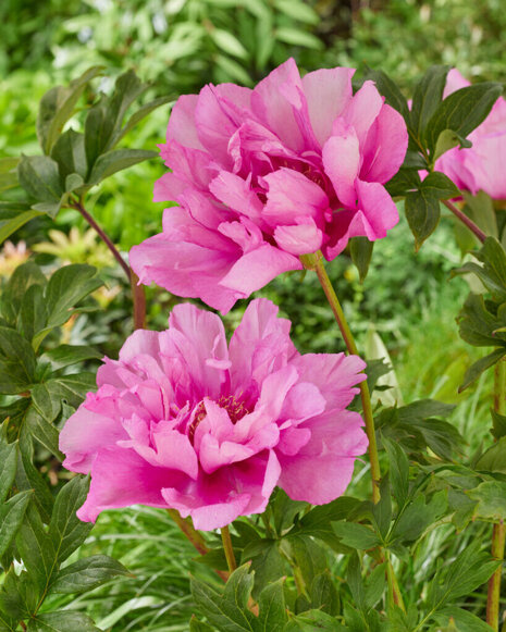 Pfingstrose ITOH (Paeonia ITOH hybrid) 'Julia Rose' 1 St.