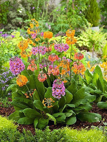 Nasiona Pierwiosnek Kandelabrowy - Primula