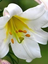 Lilie (Lilium) 'Regale Album'