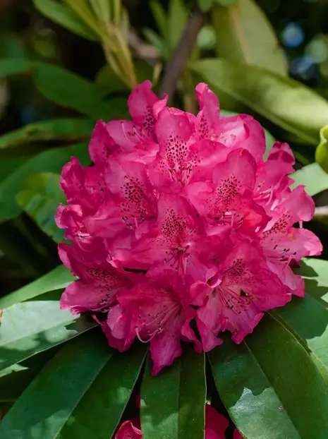 Rhododendron Rose