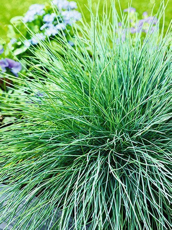 Nasiona Niebieska Trawa Ozdobna - Festuca Glauca