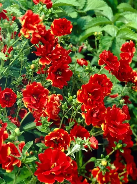 Fingerkraut (Potentilla) 'Arc-en-Ciel'