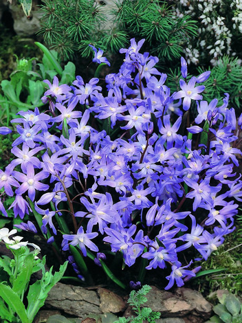 Schneesolz (Chionodoxa)