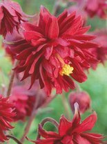 Akelei (Aquilegia) 'Ruby Port' 1 St.