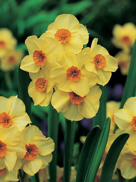 Narzisse (Narcissus) 'Scarlet Gem'