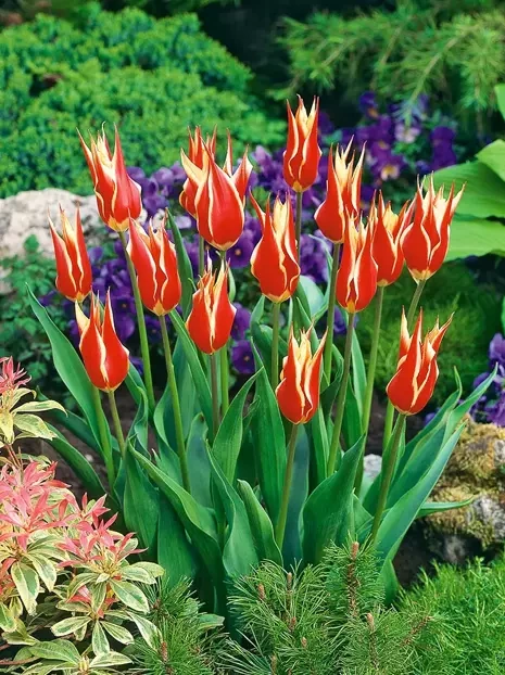 Tulpe (Tulipa) 'Aladdin'