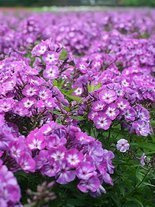 Flammenblume (Phlox paniculata) 'Uspech'