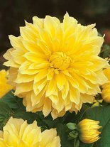 Dahlie (Dahlia) 'Kelvin Flootlight'