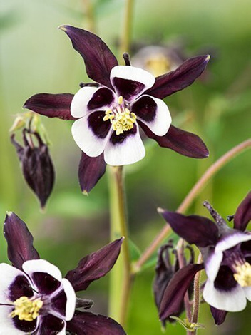 Akelei (Aquilegia) 'William Guinness' 1 St.