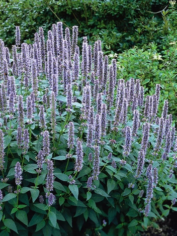 Koreanische Minze (Agastache) 'Blue Fortune' 1 St.