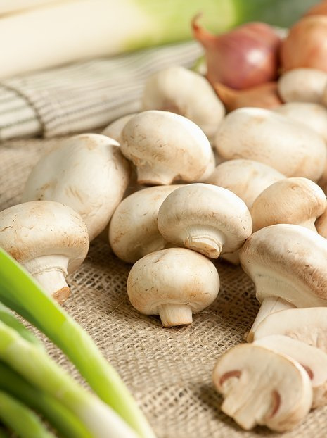 Champignon weiß (Aaricus) für den eigenen Pilzanbau im Haus