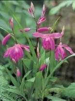 Gartenorchidee (Bletilla striata) 1 St.