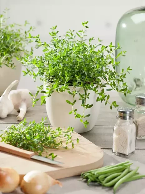 Bohnenkraut Samen 'Satureja hortensis'