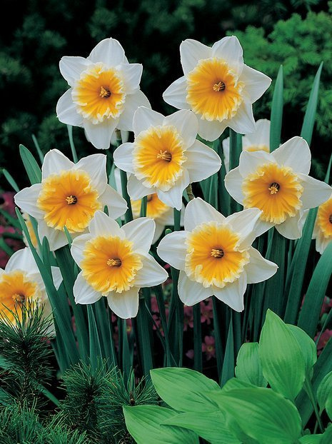 Narzisse (Narcissus) 'Slim Whitman'