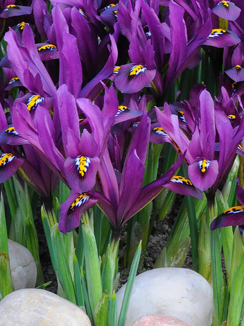 Iris (Iris reticulata) 'Purple Gem'