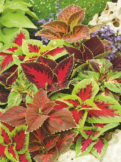 Samen Buntnessel (Coleus scutellarioides) mix