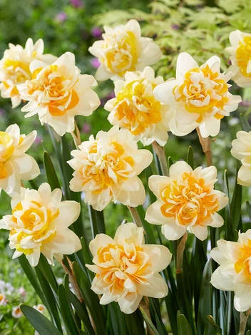 Narzisse (Narcissus) 'Peach Cobbler' 