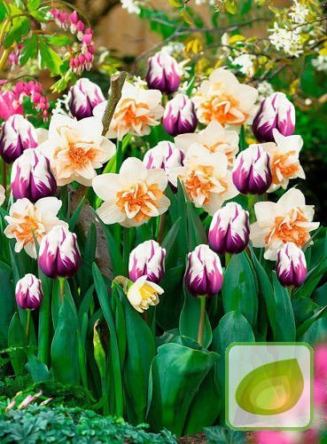 SATZ Tulip + Narzisse