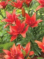 Lilie (Lilium) 'Red Twin''