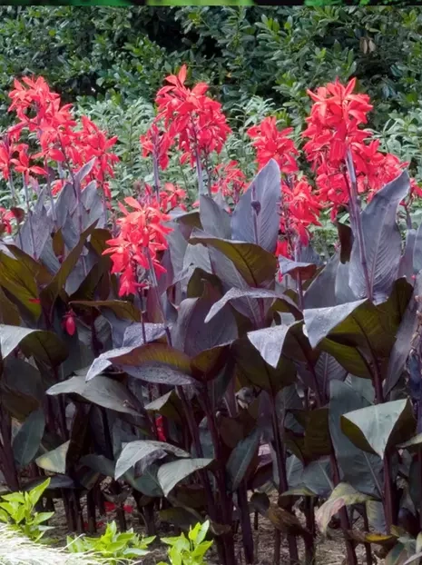 Blumenrohr (Canna) 'Red Futurity' 1 St.