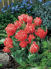 Tulpe (Tulipa) 'Toronto Double'