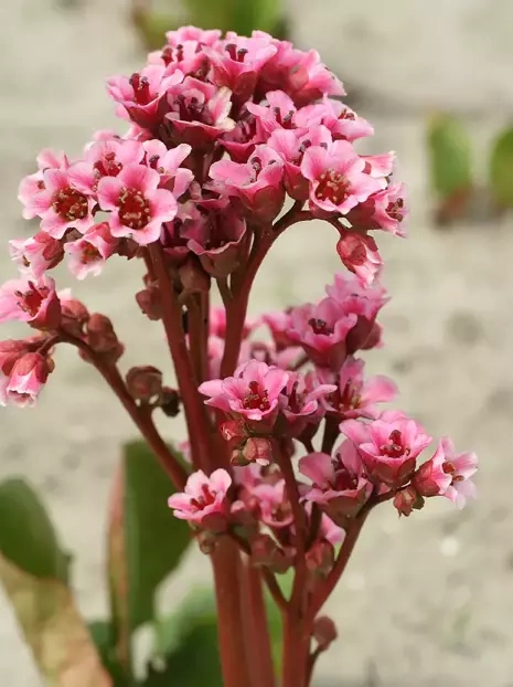 Bergenie (Bergenia cordifolia) 'Baby Doll' 1 St.