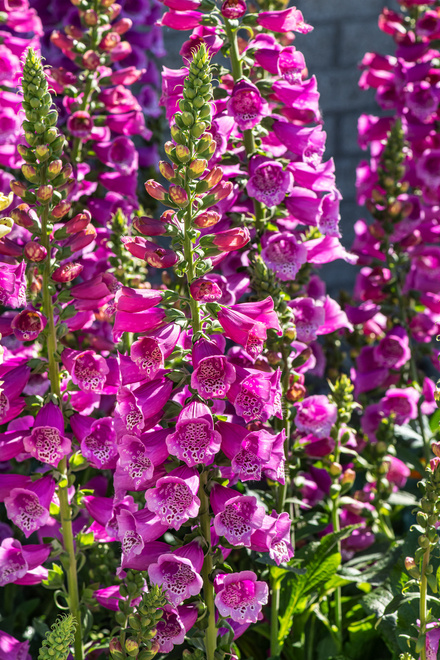 Fingerhut (Digitalis) 'Purpurea'  1 St.