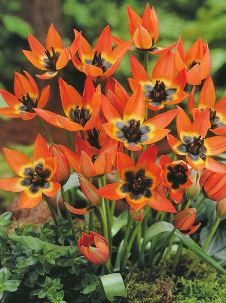 Tulpe (Tulipa) 'Little Princess'