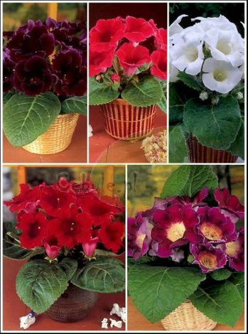 Satz Gloxinia 1 (Sinningia) 5 St.