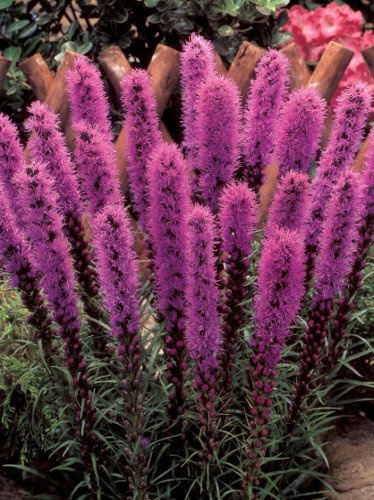 Samen Prachtscharte (Liatris spicata) rosa